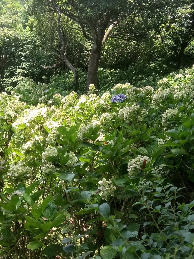 DSC_6858.JPG - 觀音山  風櫃斗湖登山步道