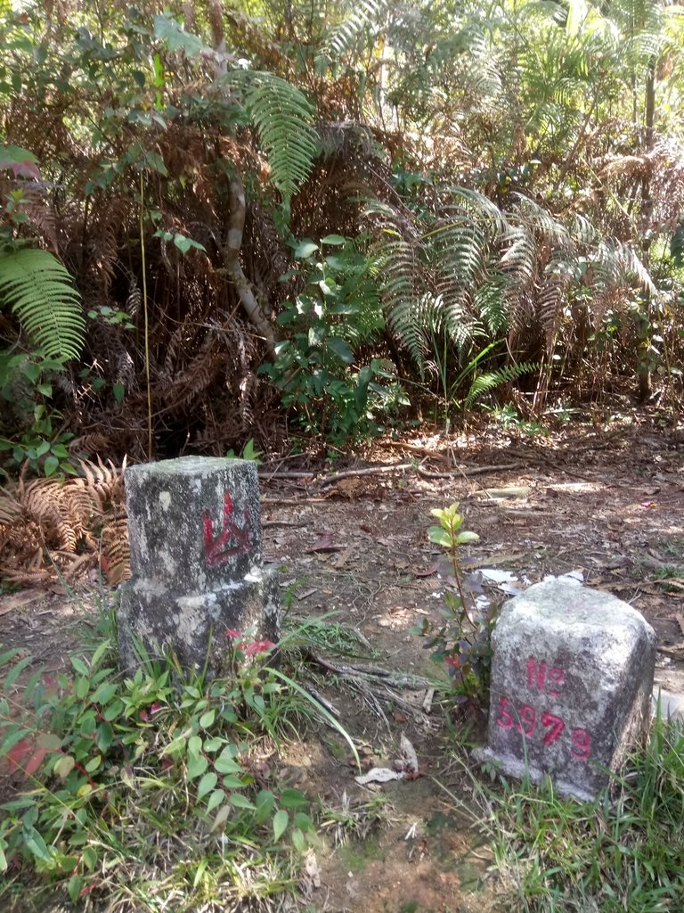 DSC_4088.JPG - 魚池  大尖山登山步道