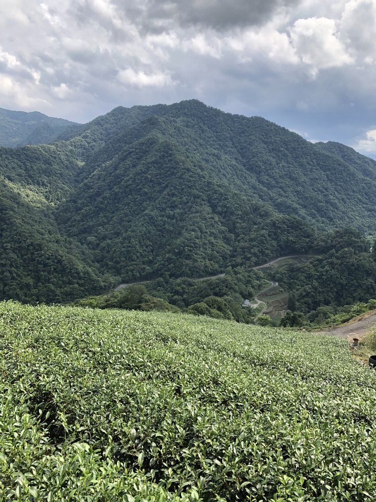 IMG_7461.JPG - 坪林  厚德岡坑  茶園之美