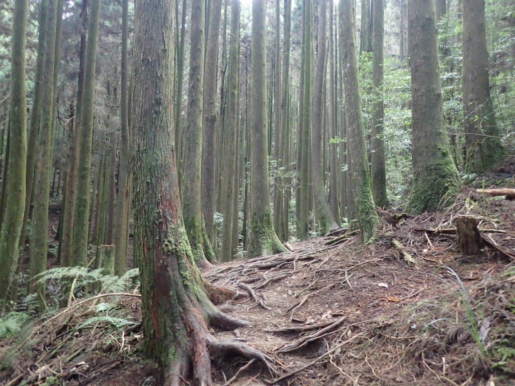 P7235874.JPG - 台中和平  長壽山登山步道  (下)