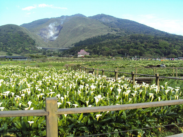 陽明山  竹子湖  海芋祭