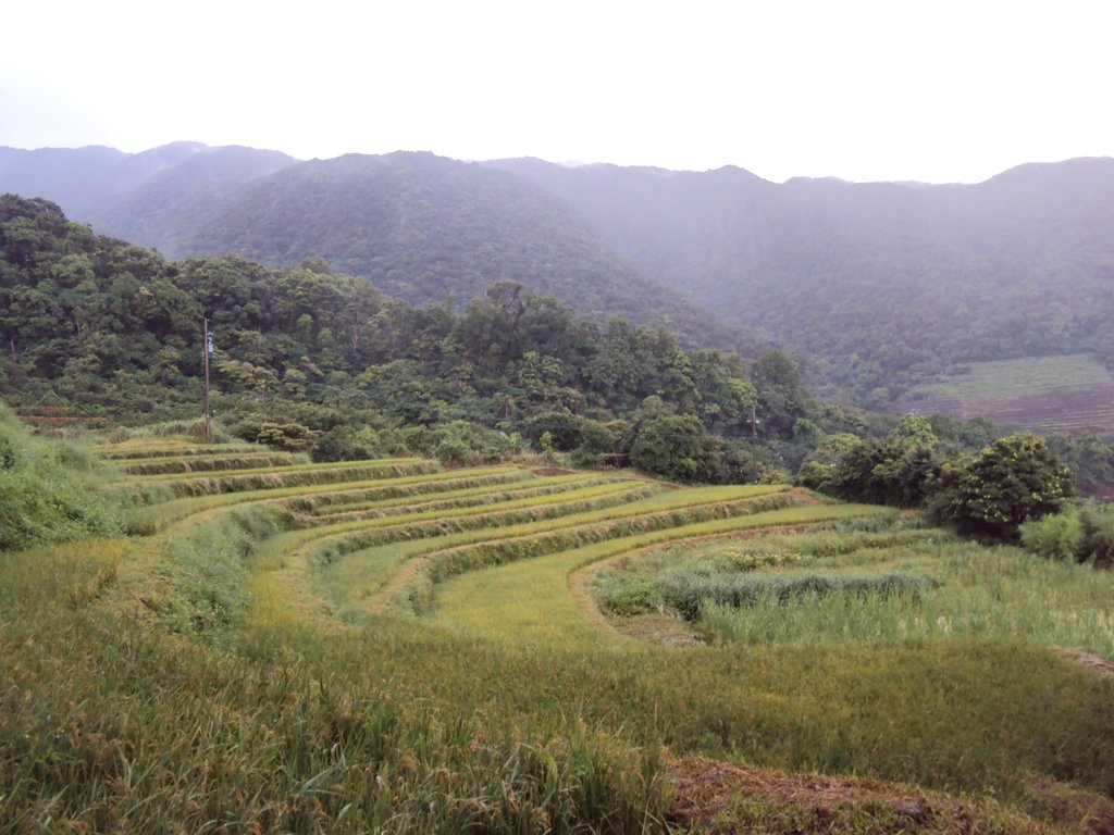 DSC09092.JPG - 石門  嵩山梯田之美