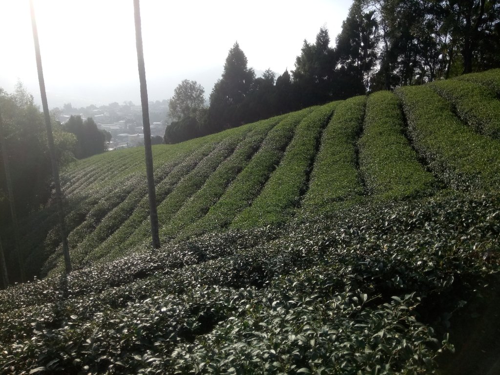 DSC_1837.JPG - 竹山  山坪頂茶園