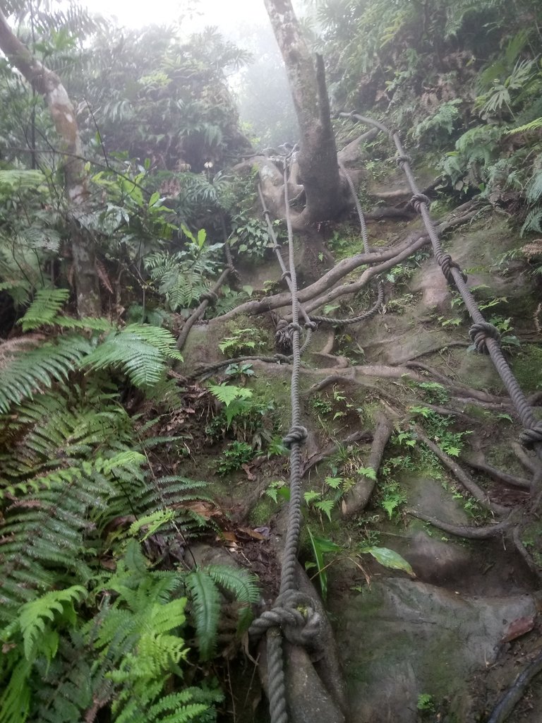 DSC_6252.JPG - 三峽  白雞山登山步道