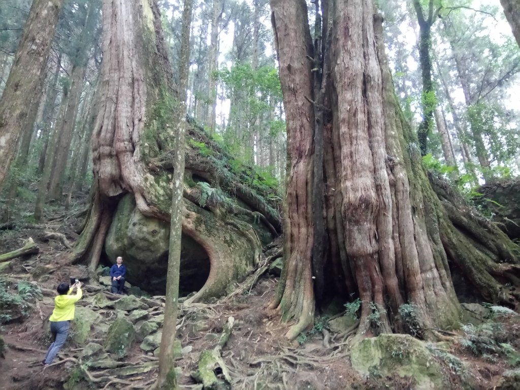 DSC_1545.JPG - 阿里山  二萬平  抱石神木