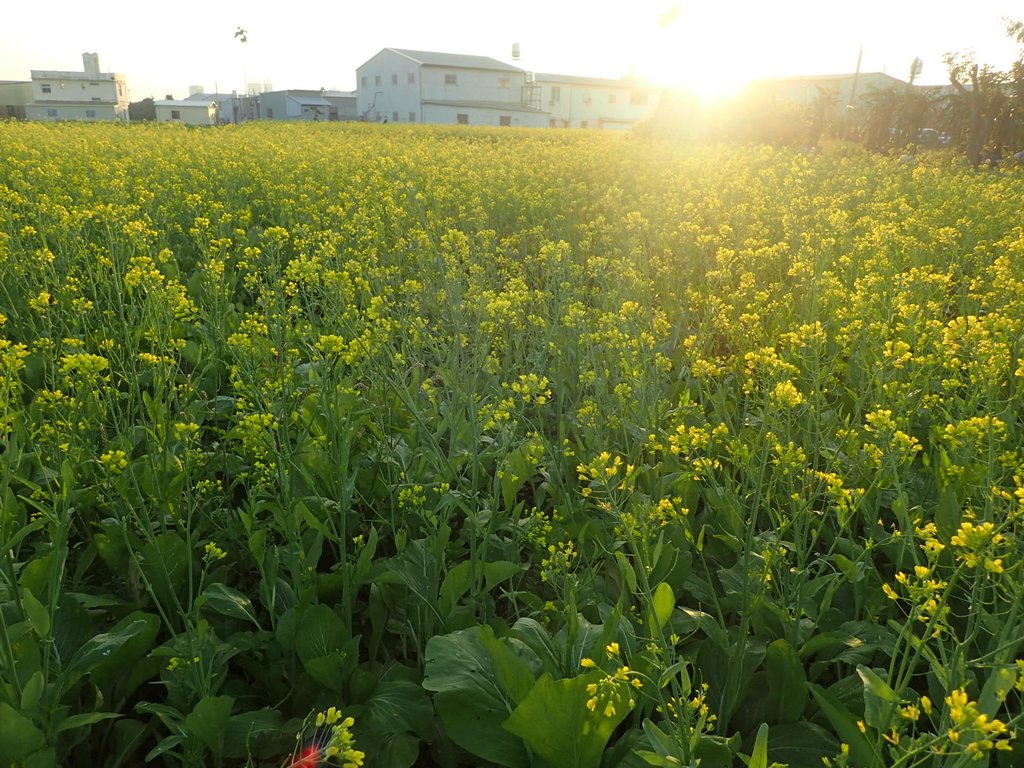 P1083470.JPG - 台中  西屯  油菜花田