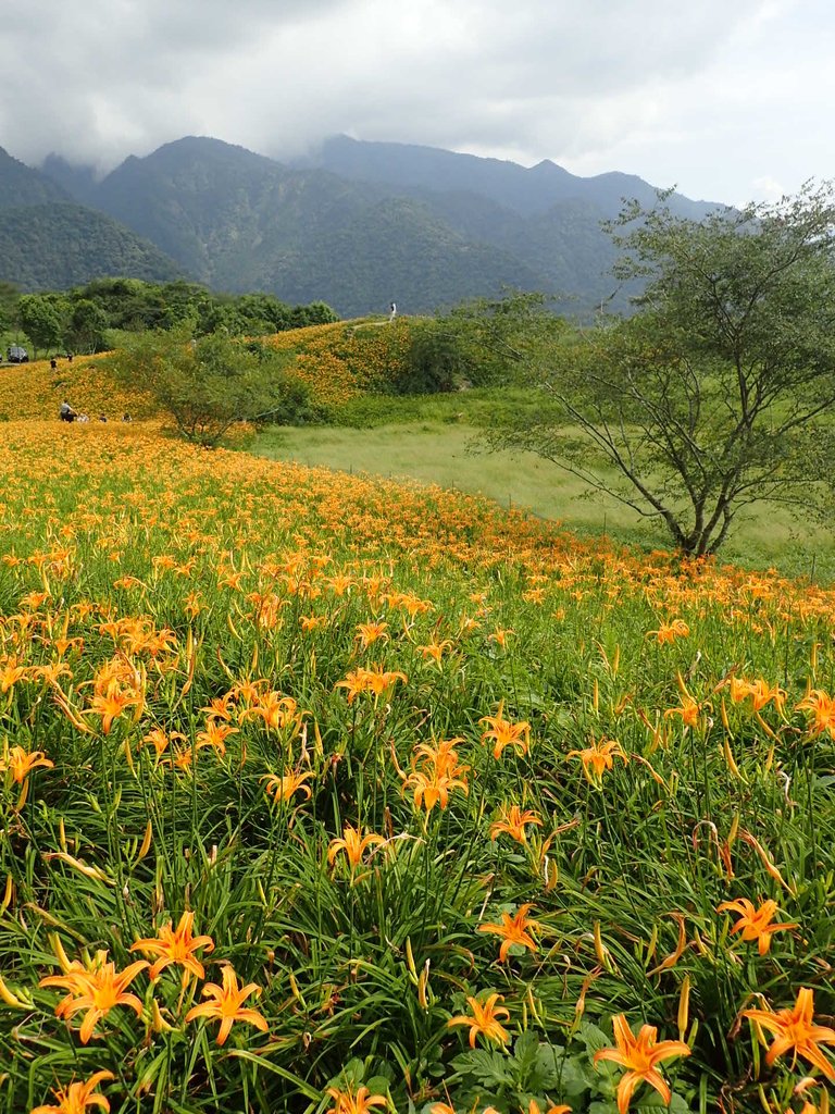 P9087980.JPG - 富里  六十石山  金針花季