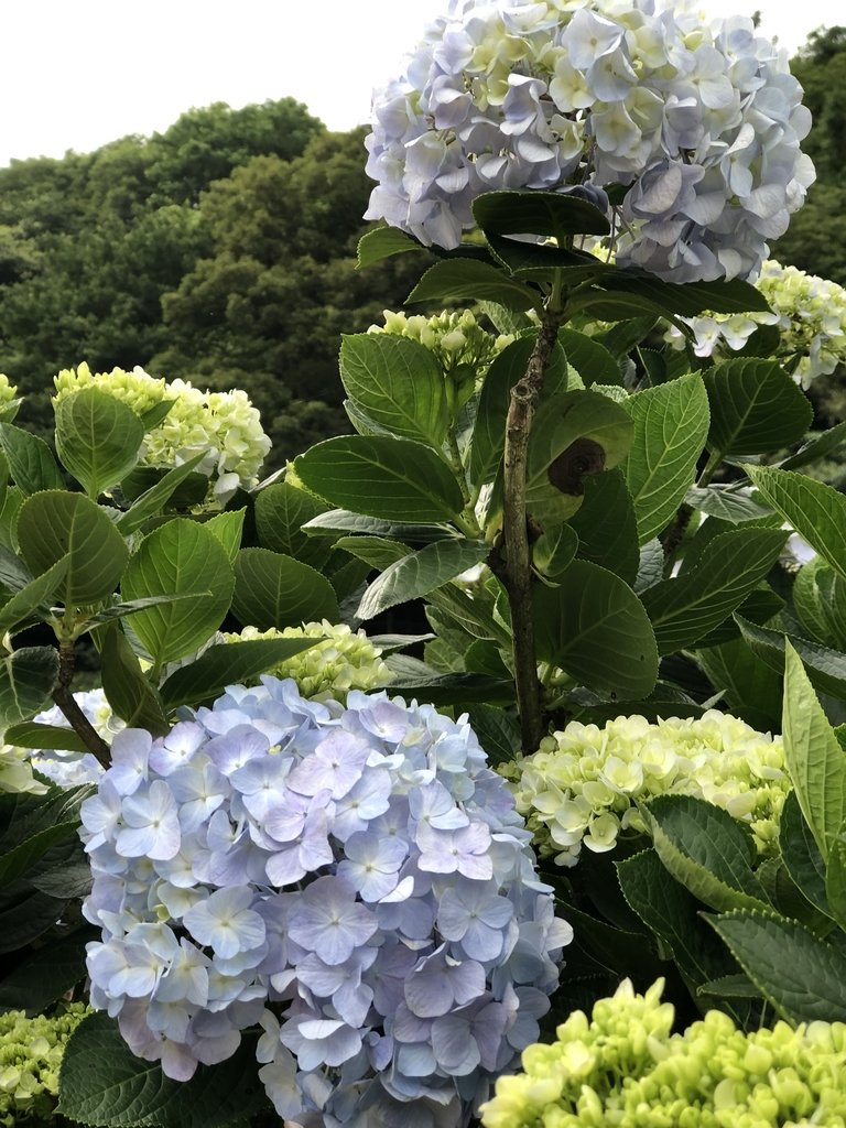 IMG_8964.JPG - 陽明山  高家繡球花園