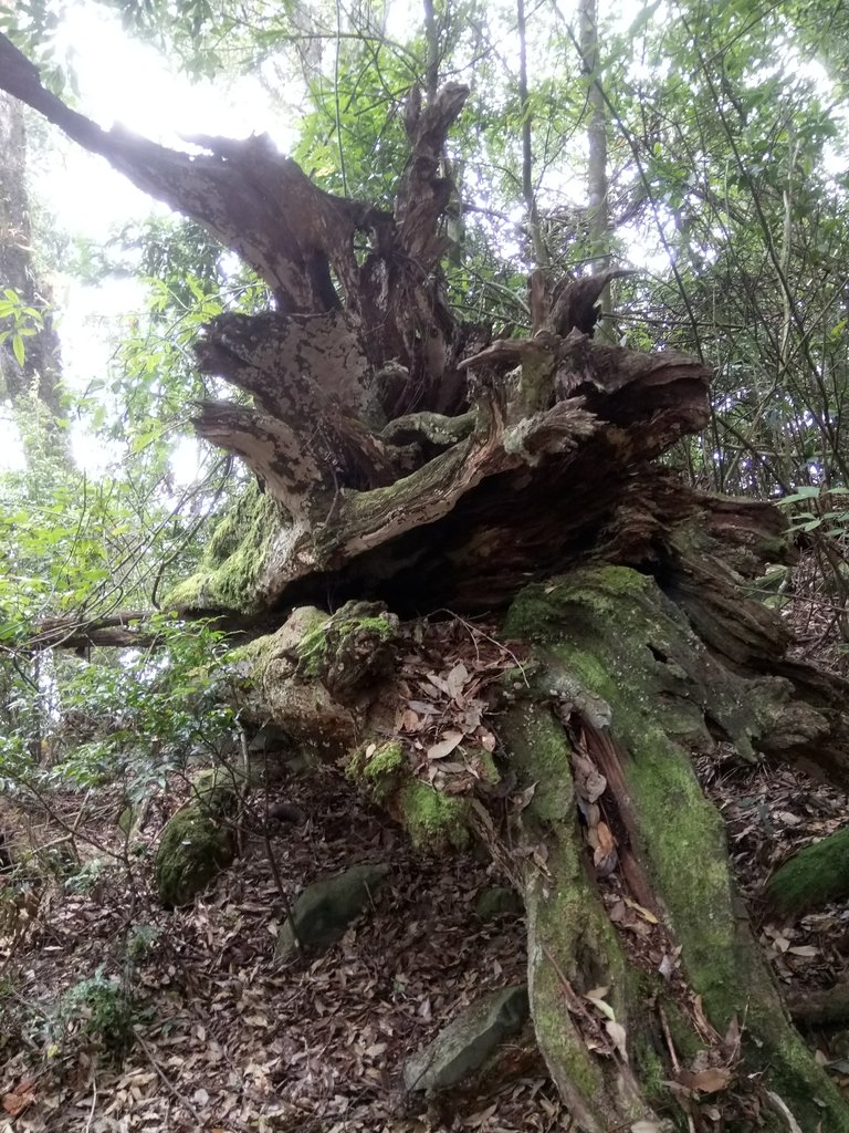 DSC_2681.JPG - 台中  和平  稍來山南峰