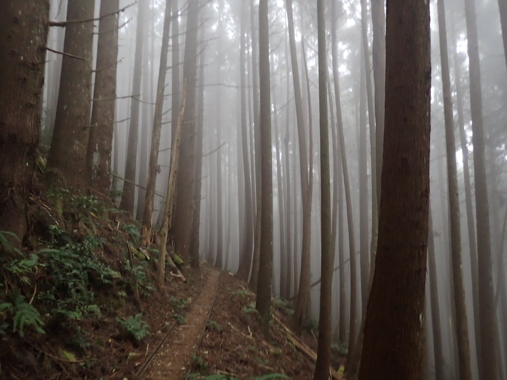 P2035003.JPG - 南庄  加里山  森林鐵道