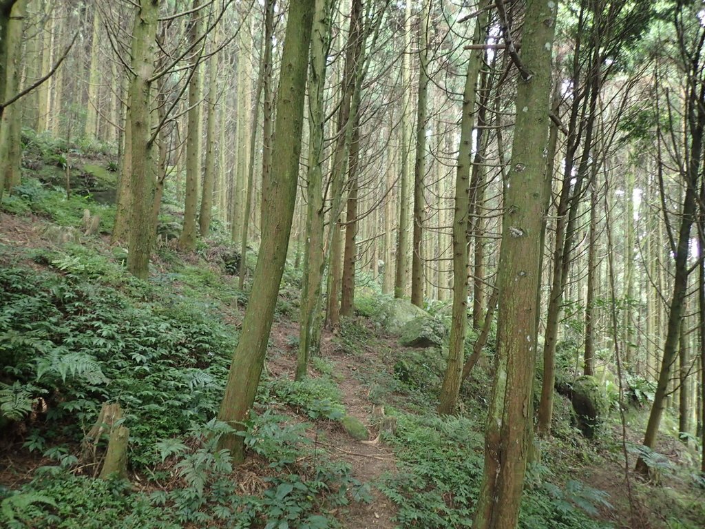 P9108408.JPG - 新竹  五指山登山步道