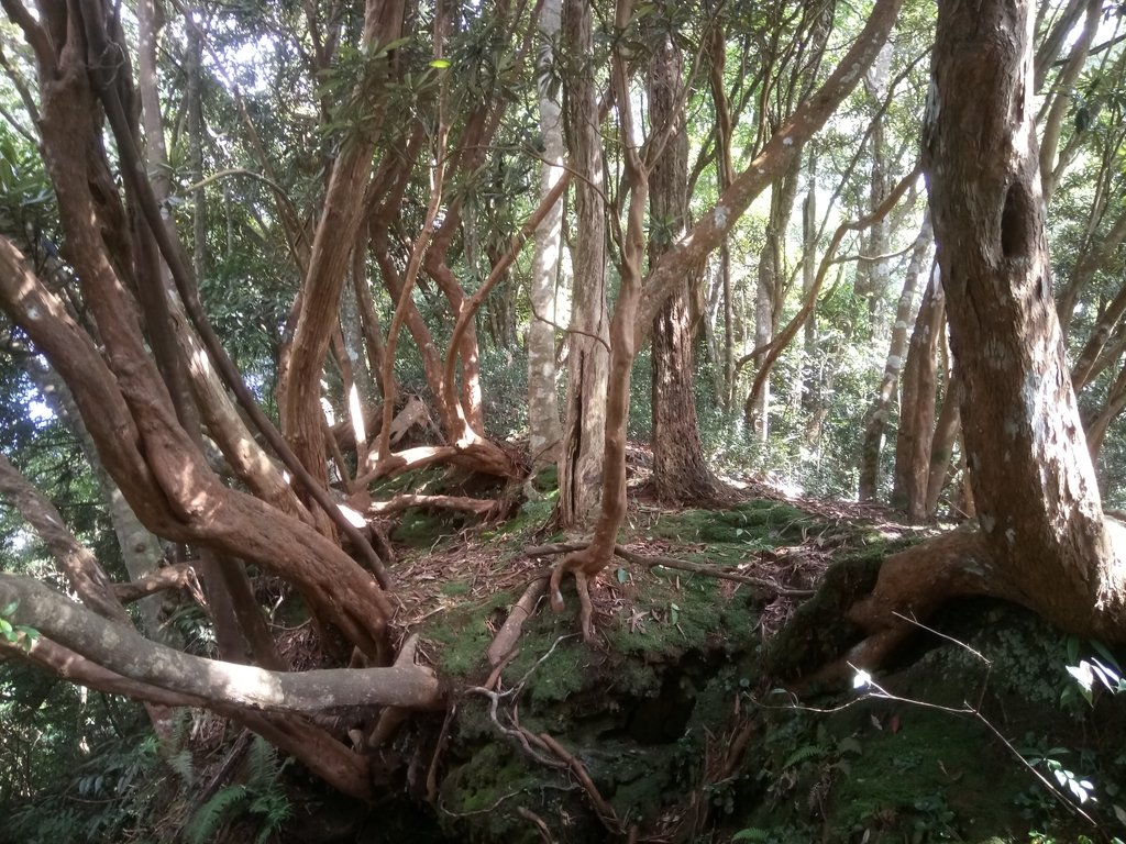 DSC_4095.JPG - 魚池  大尖山登山步道