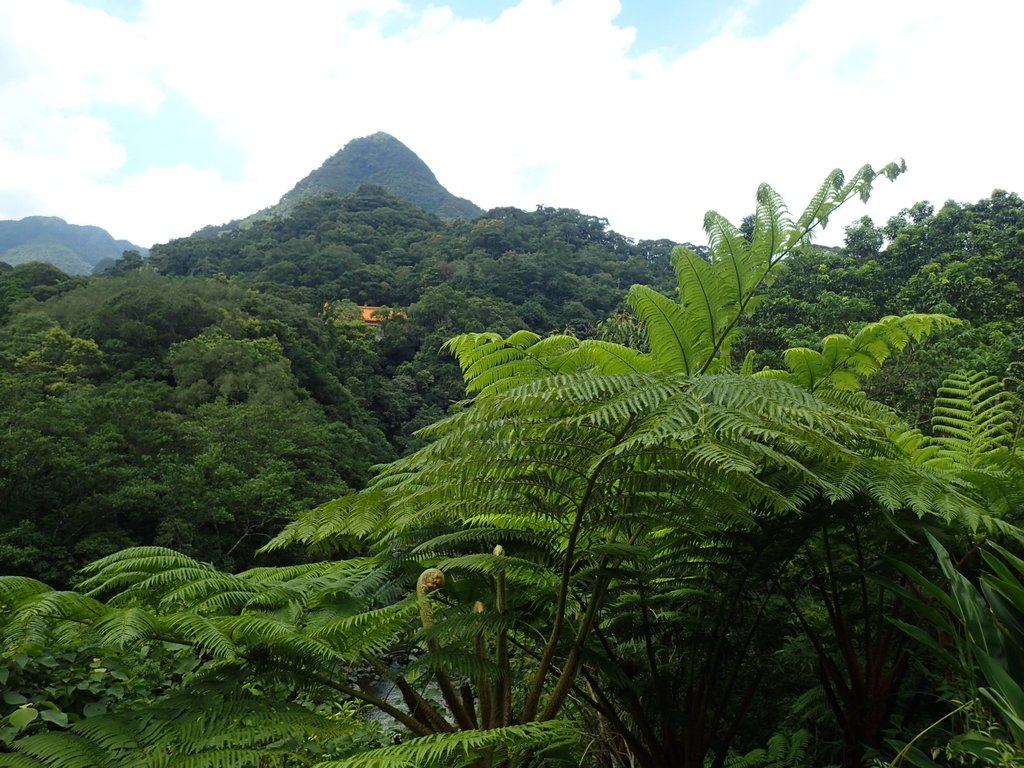 P7175579.JPG - 坪林  石嘈  尖山湖瀑布