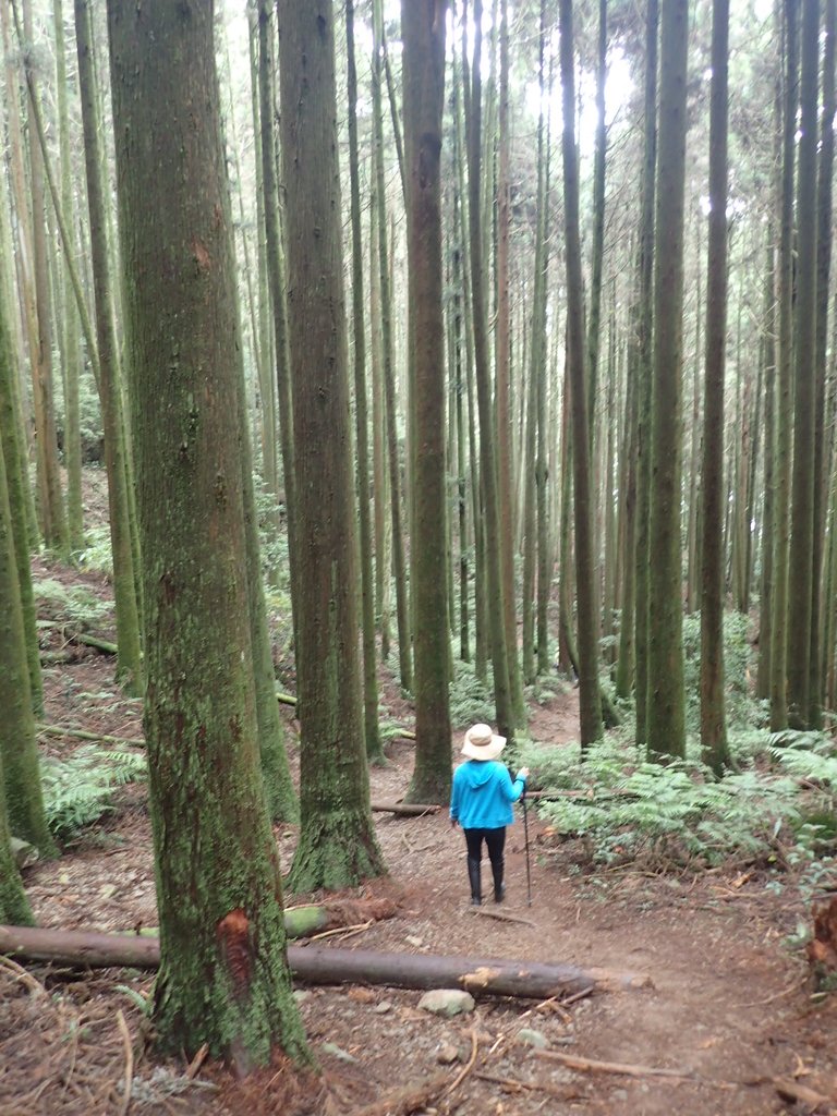 P7235889.JPG - 台中和平  長壽山登山步道  (下)