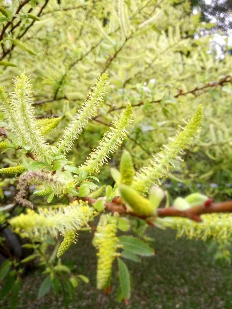 DSC_4961.JPG - 中央文藝公園之  水柳