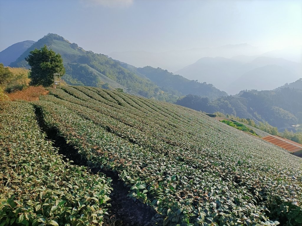 IMG20210130085554.jpg - 雲嘉連峰之  太平山  梨子腳山