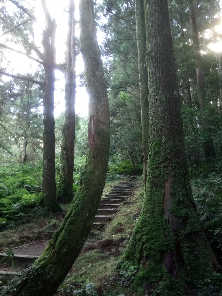 DSC_8949.JPG - 復興  東眼山森林步道