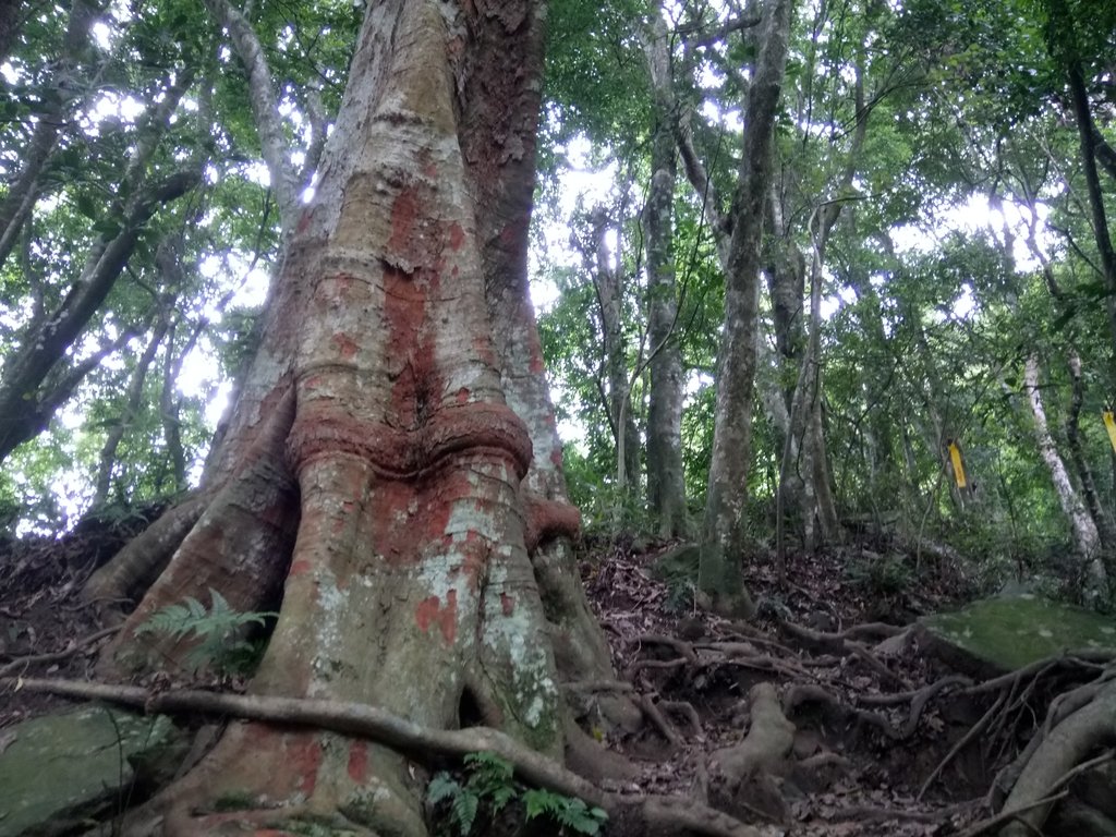 DSC_9547.JPG - 苗栗  泰安  虎山行