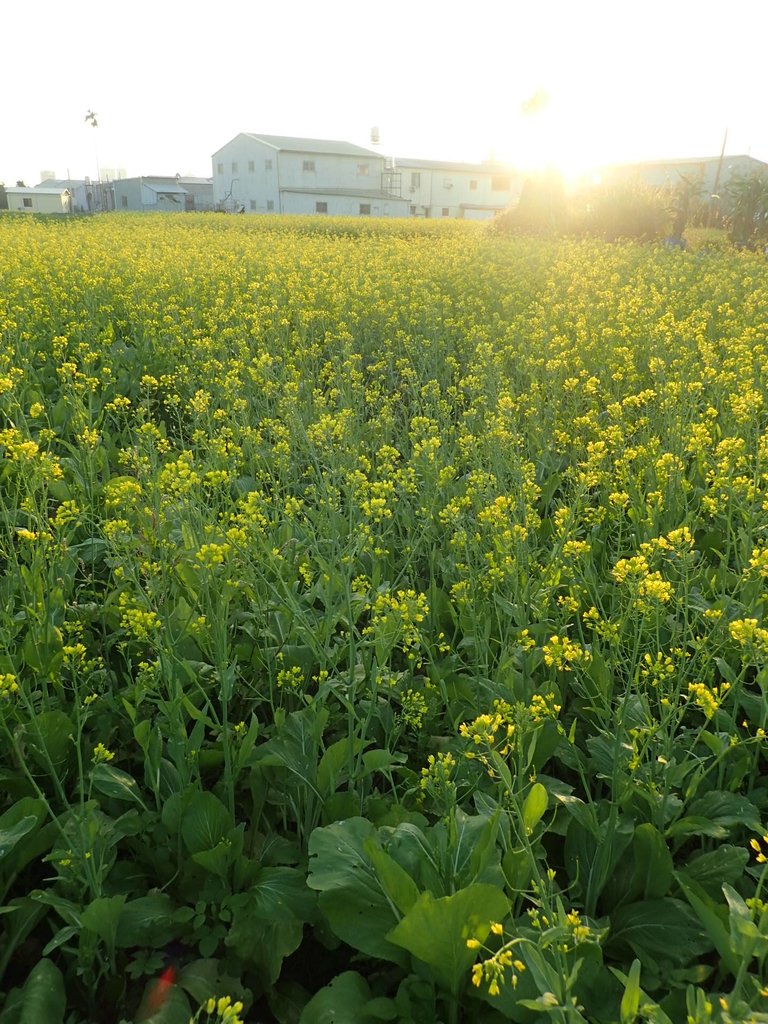 P1083473.JPG - 台中  西屯  油菜花田