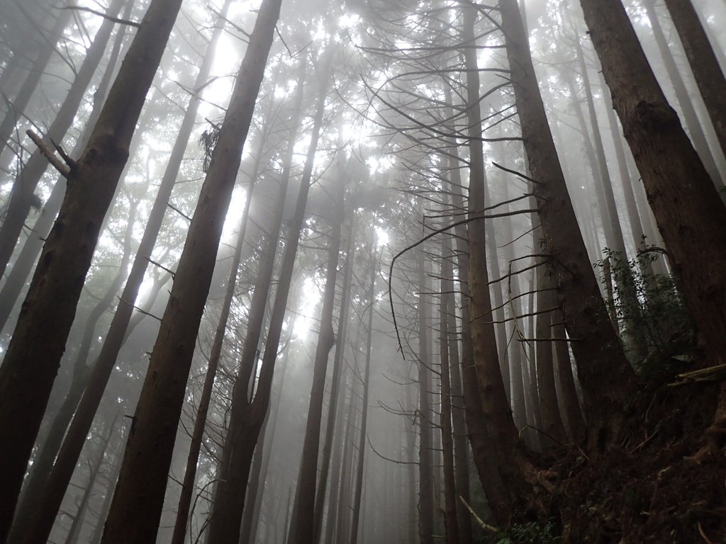 P2035005.JPG - 南庄  加里山  森林鐵道