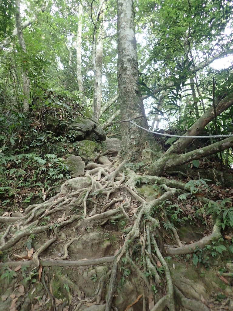 P9108435.JPG - 新竹  五指山登山步道