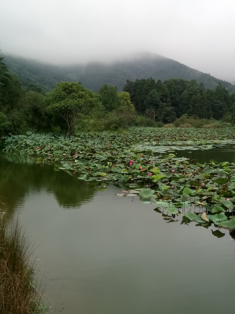 DSC_2961.JPG - 南庄  向天湖之  環湖步道