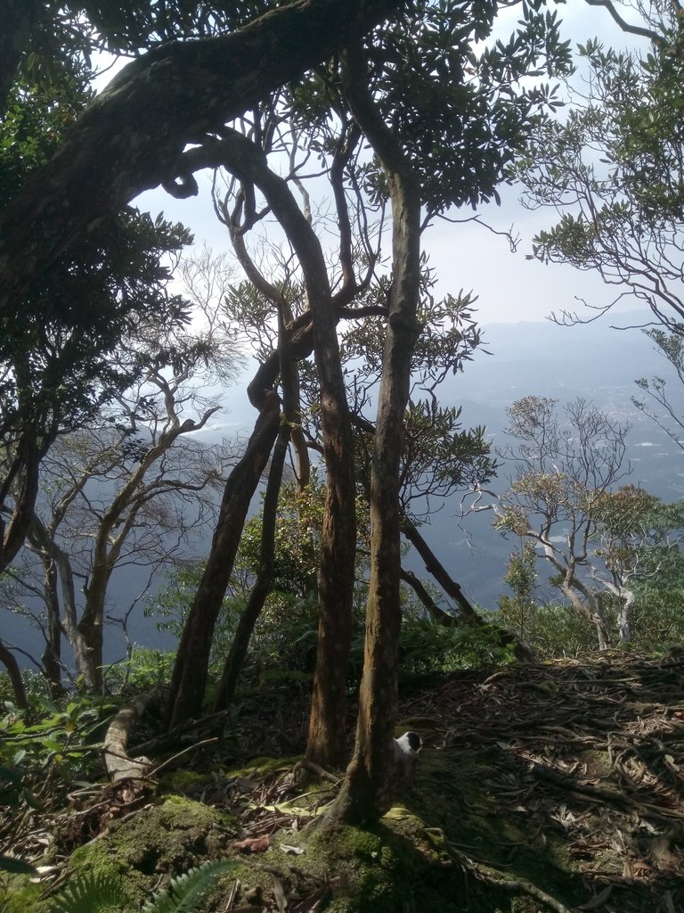 DSC_4097.JPG - 魚池  大尖山登山步道