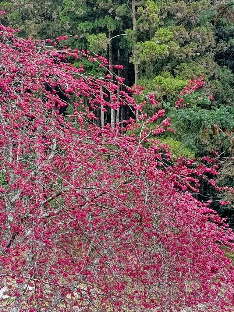 IMG20210205125556.jpg - 竹山  杉林溪森林遊樂園  路過