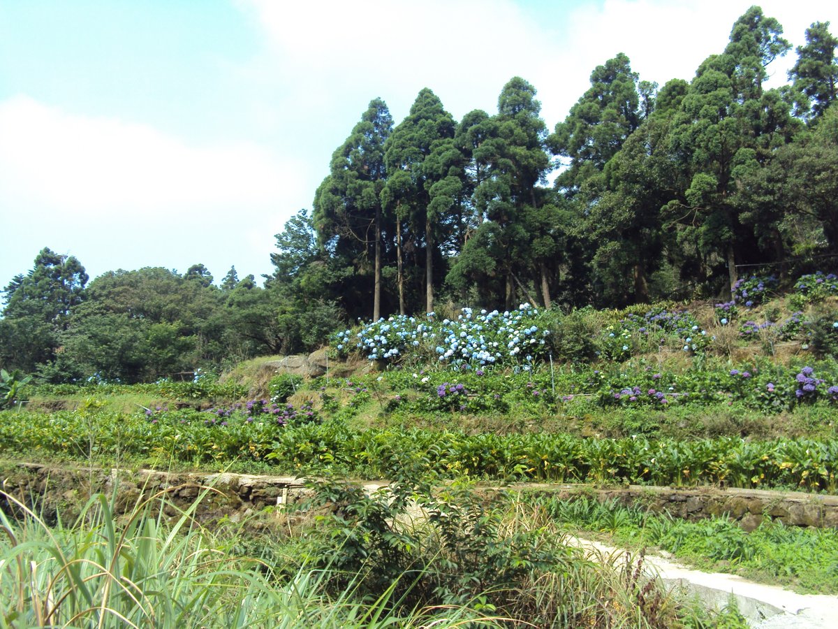 DSC08424.JPG - 水車寮  高家繡球花園