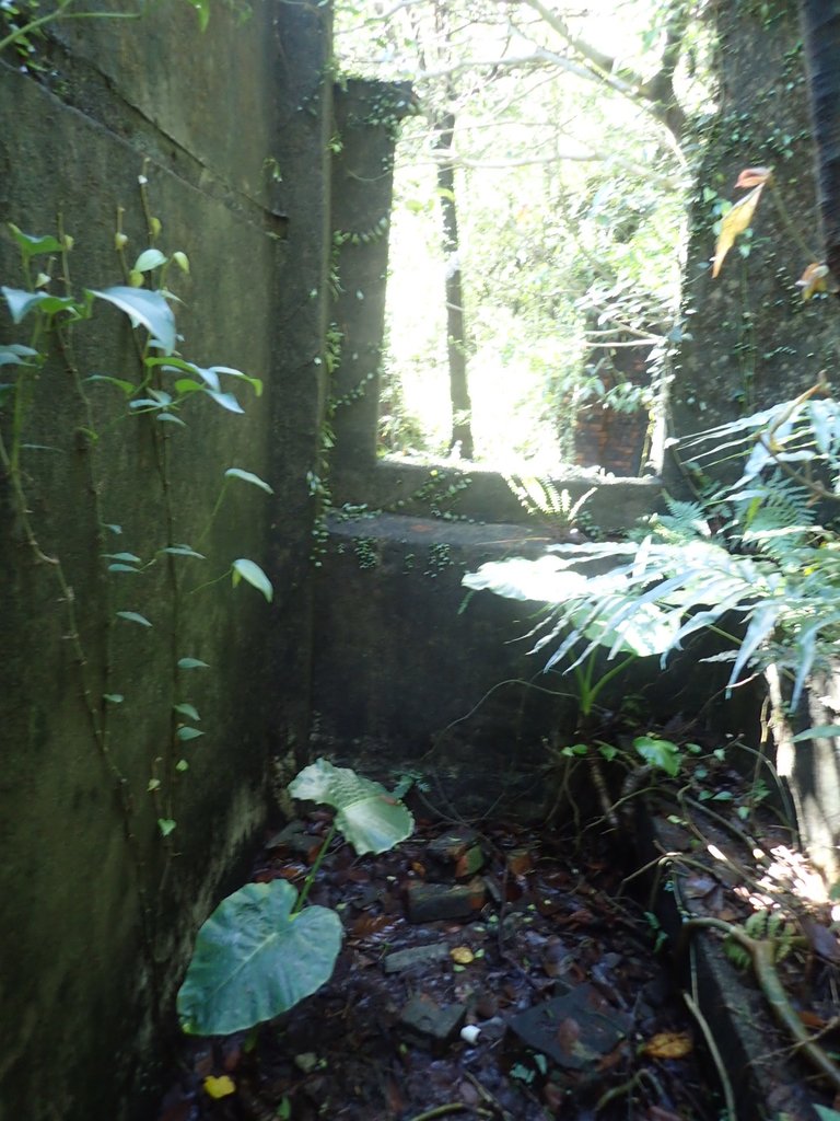 P1102250.JPG - 神社後山  黑肉坪