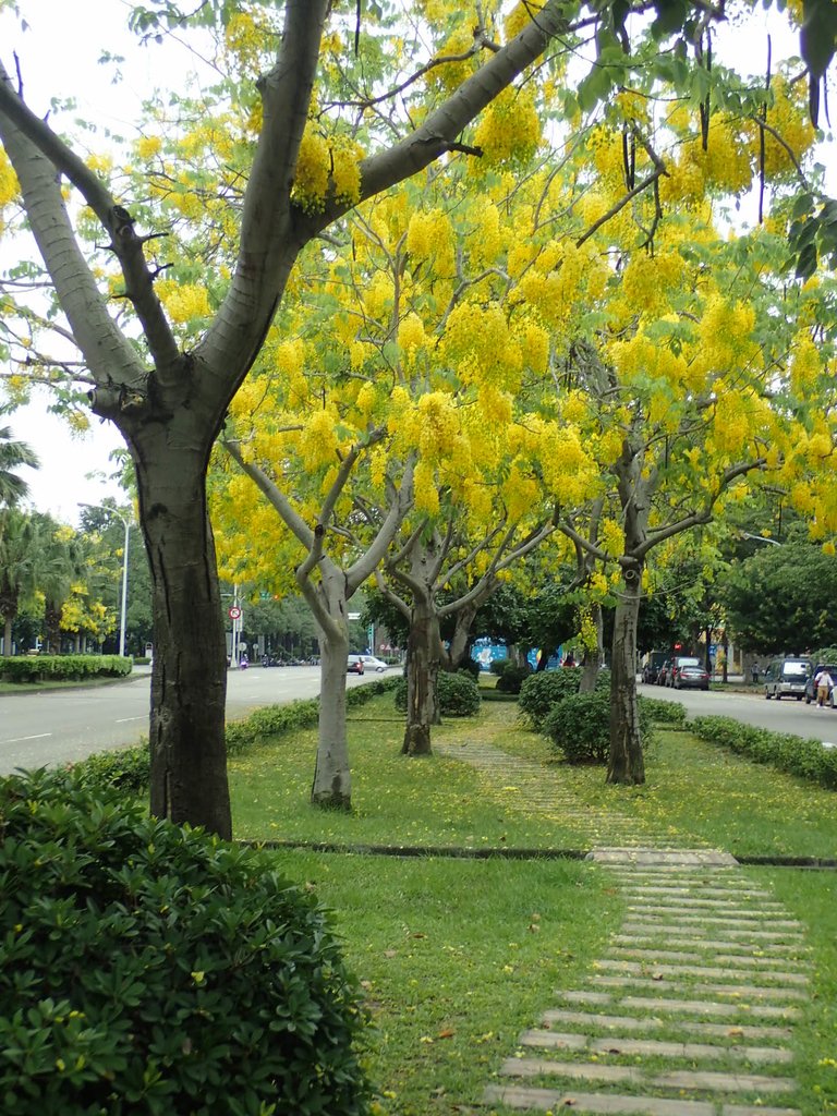 P5298867.JPG - 台中  興大街道之阿勃勒