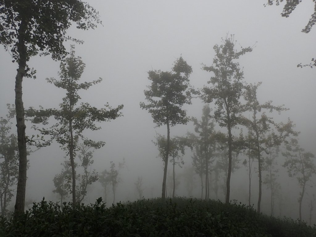 PA171030.JPG - 鹿谷  大崙山  霧中茶園之美(01)