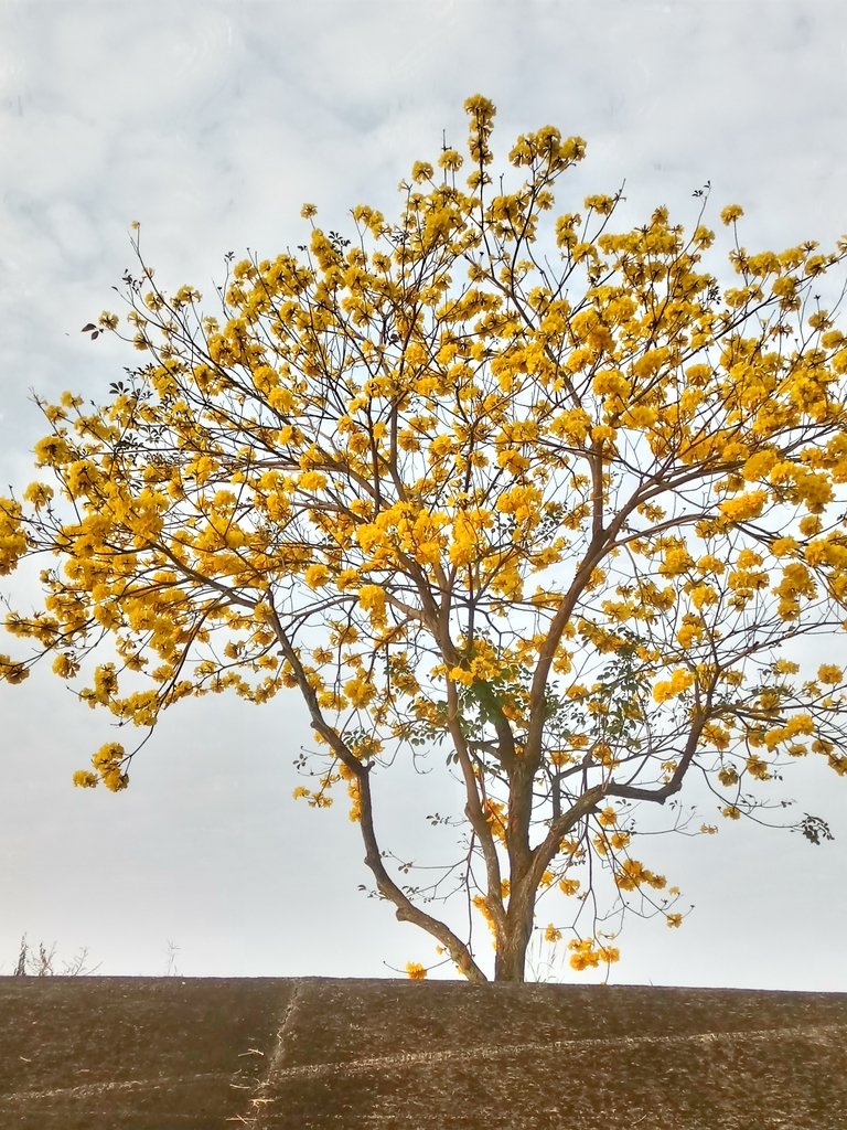 DSC_8209.JPG - 南投  貓羅溪畔  黃花風鈴木