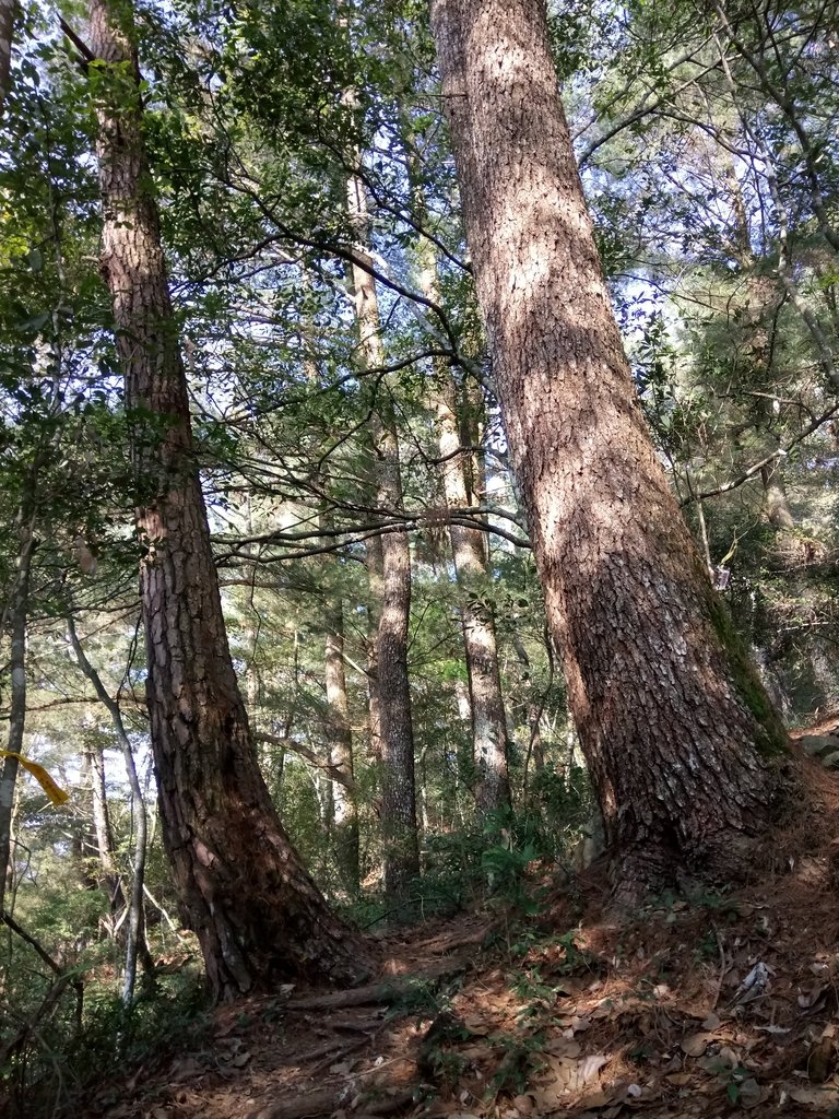 DSC_9852.JPG - 谷關  德芙蘭步道