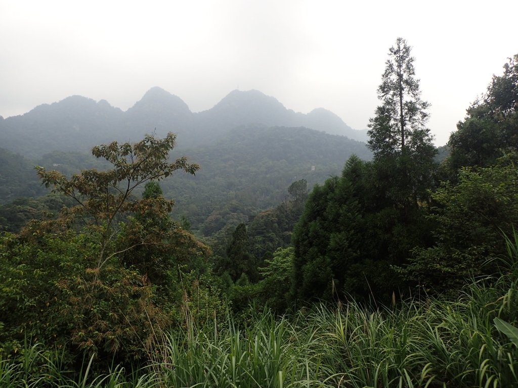 P9108447.JPG - 新竹  五指山登山步道