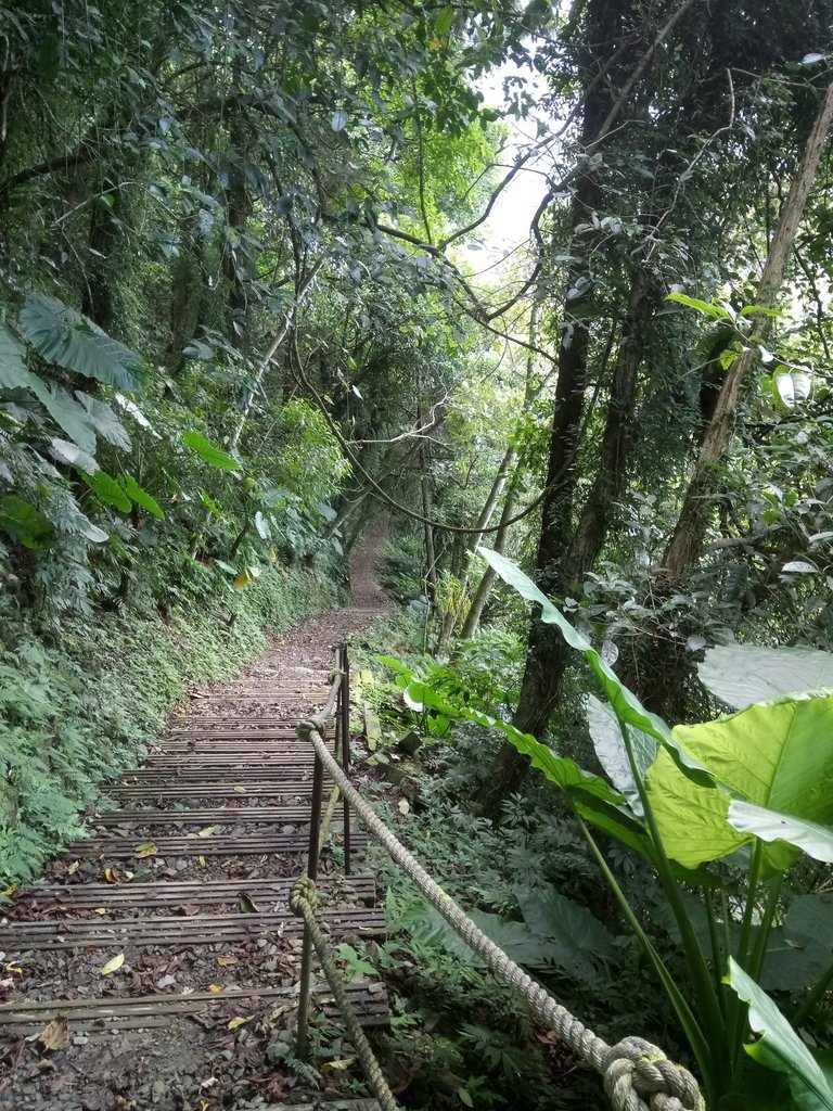 DSC_6823.JPG - 烏來  內洞林道  初探