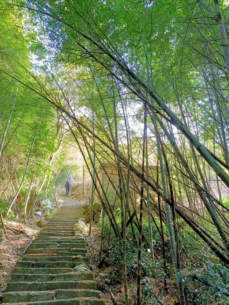 IMG20210130090813.jpg - 雲嘉連峰之  太平山  梨子腳山