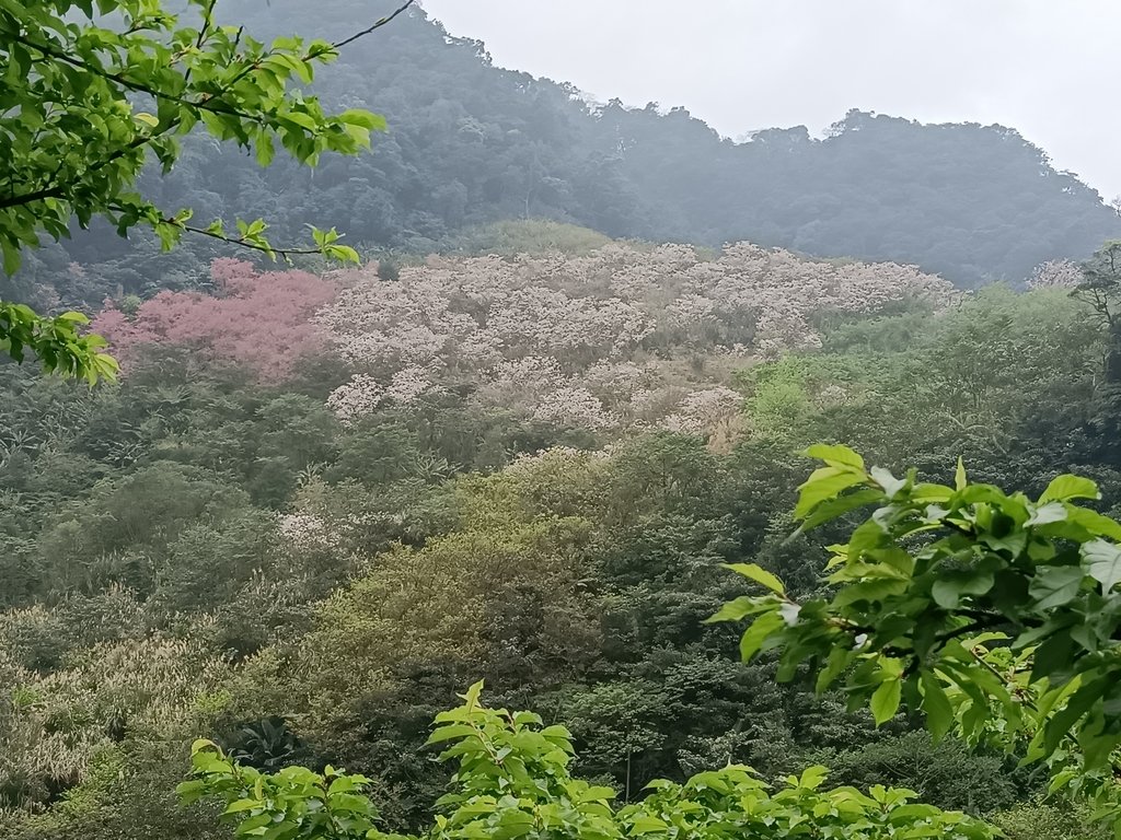 IMG20210226122137.jpg - 三峽  熊空  大熊櫻花林