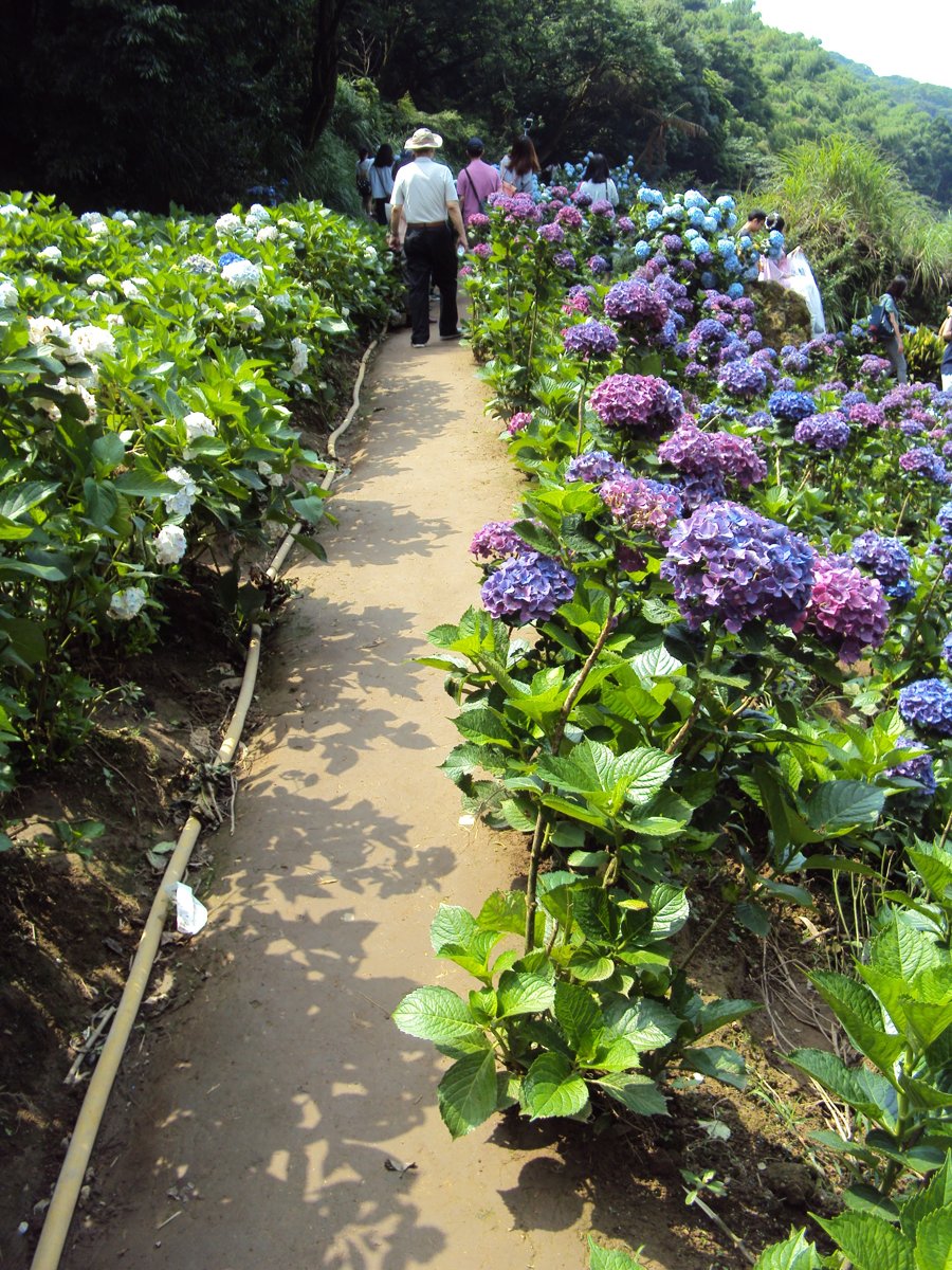 DSC08470.JPG - 水車寮  高家繡球花園