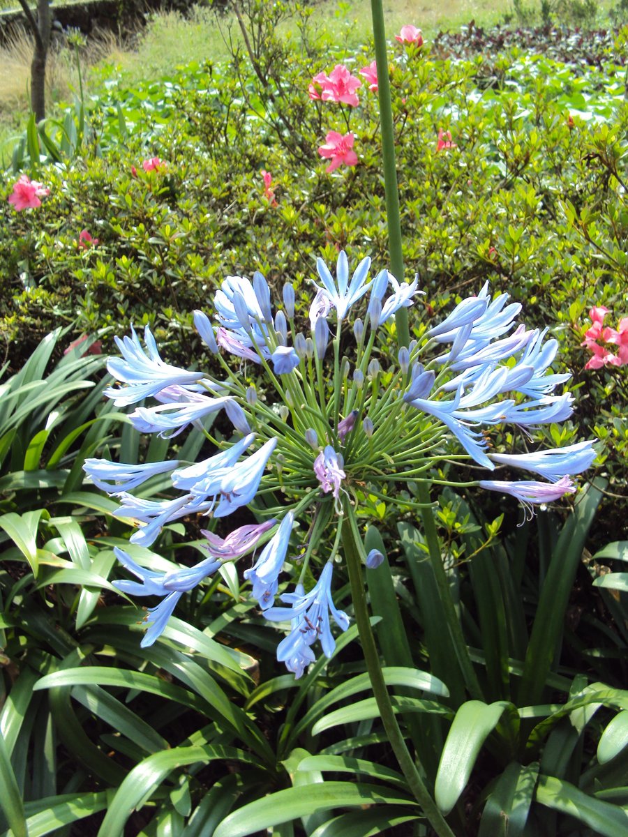 DSC08414.JPG - 水車寮  高家繡球花園