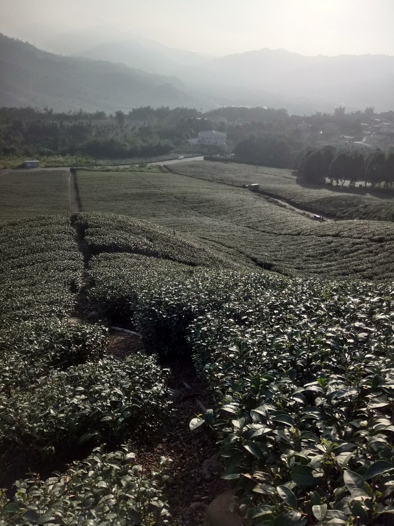 DSC_1845.JPG - 竹山  山坪頂茶園