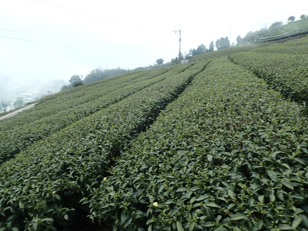 P3257823.JPG - 阿里山  隙頂茶園之美