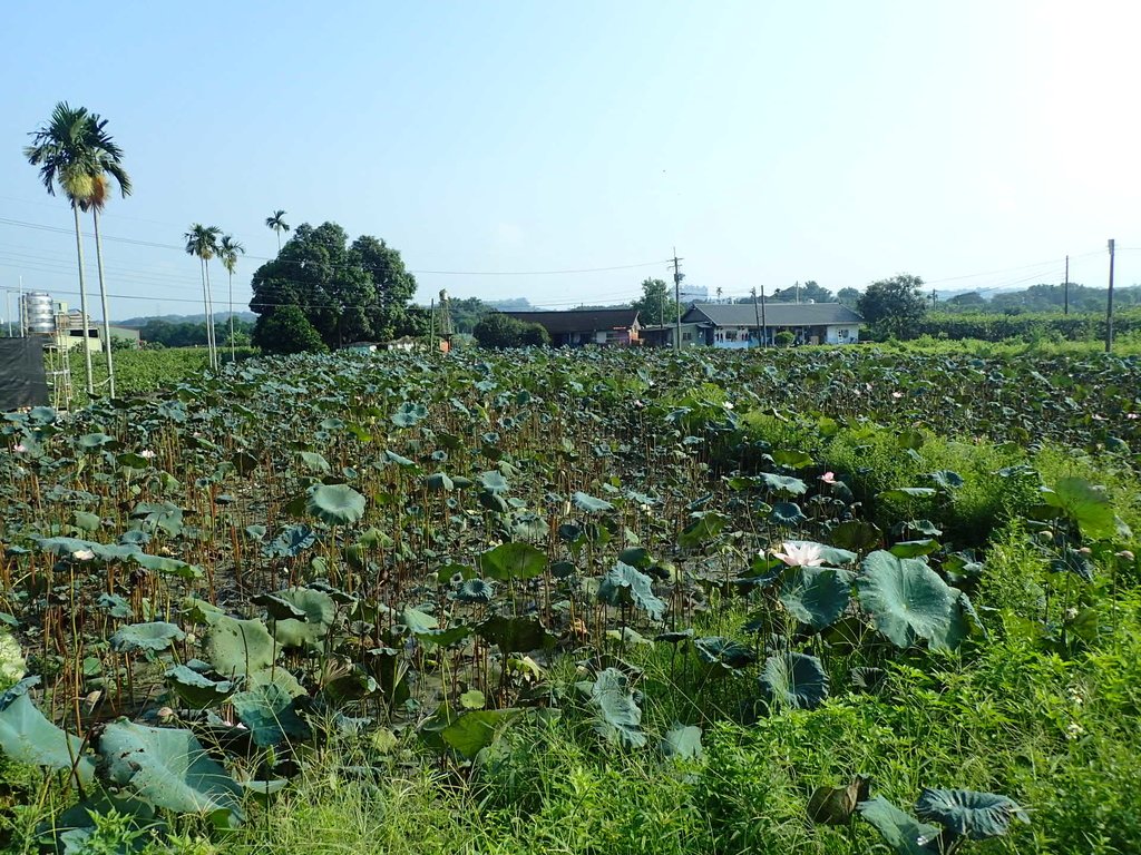 P8045032.JPG - 中埔  義仁村  蓮花池畔