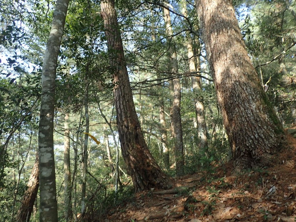 P3167142.JPG - 谷關  德芙蘭步道