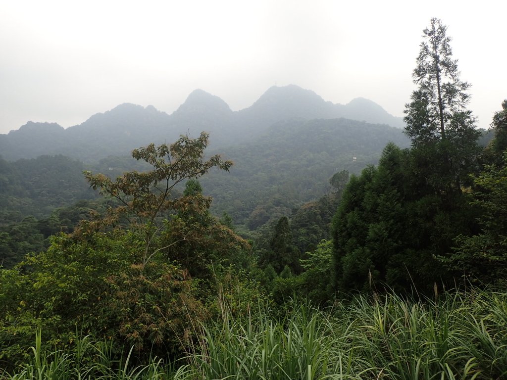 P9108448.JPG - 新竹  五指山登山步道