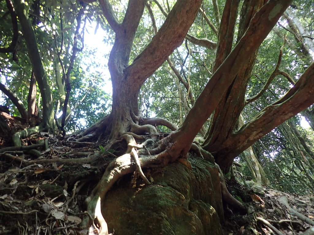 PA040454.JPG - 魚池  大尖山登山步道