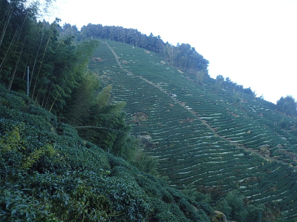 P2056617.JPG - 竹山  留龍頭  茶園風光