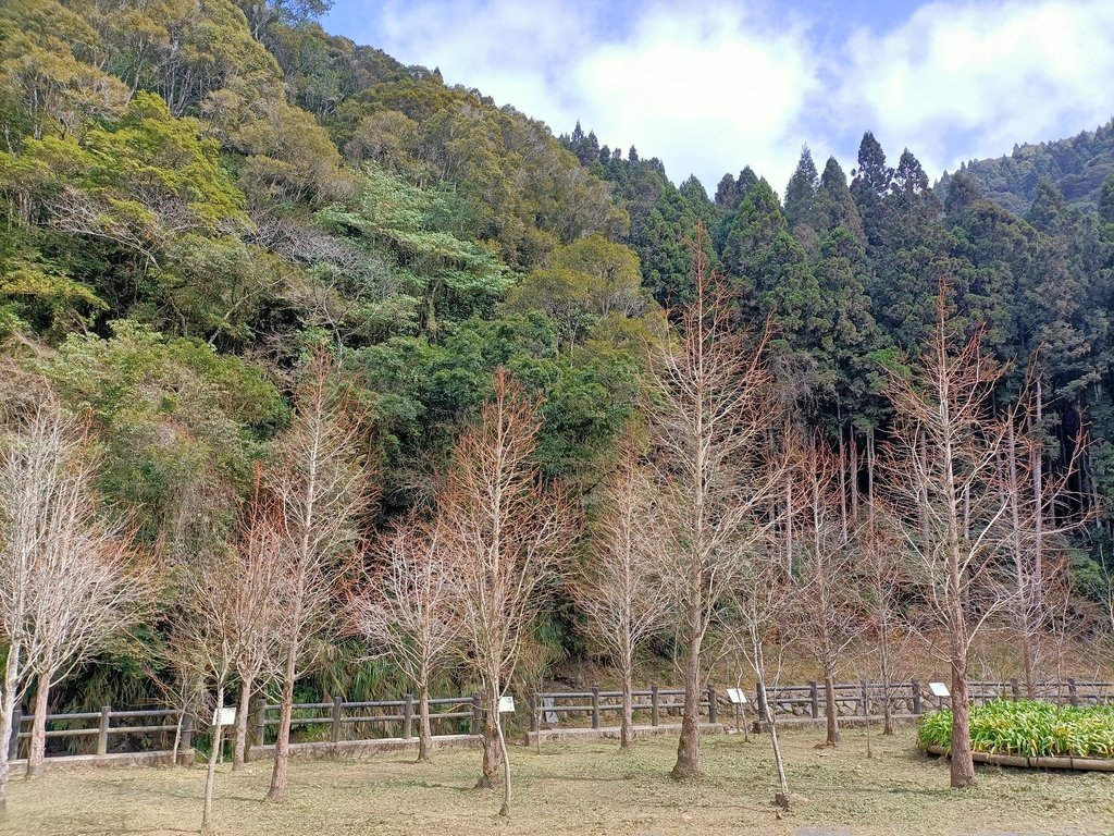 IMG20210205125713.jpg - 竹山  杉林溪森林遊樂園  路過