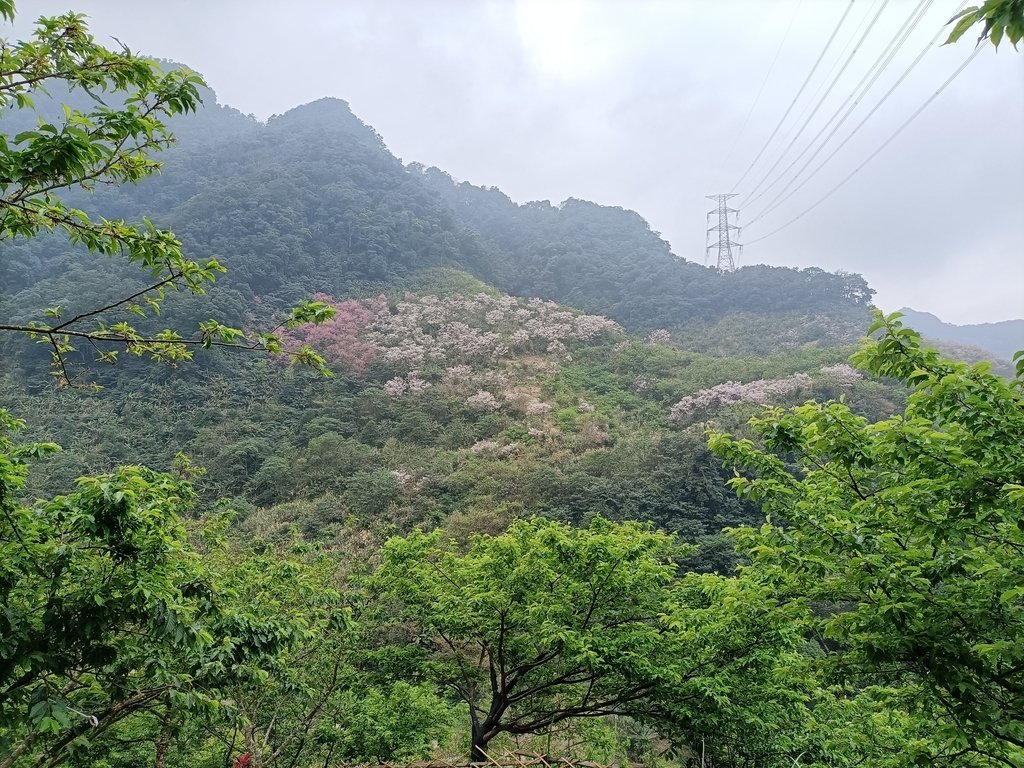 IMG20210226122630.jpg - 三峽  熊空  大熊櫻花林