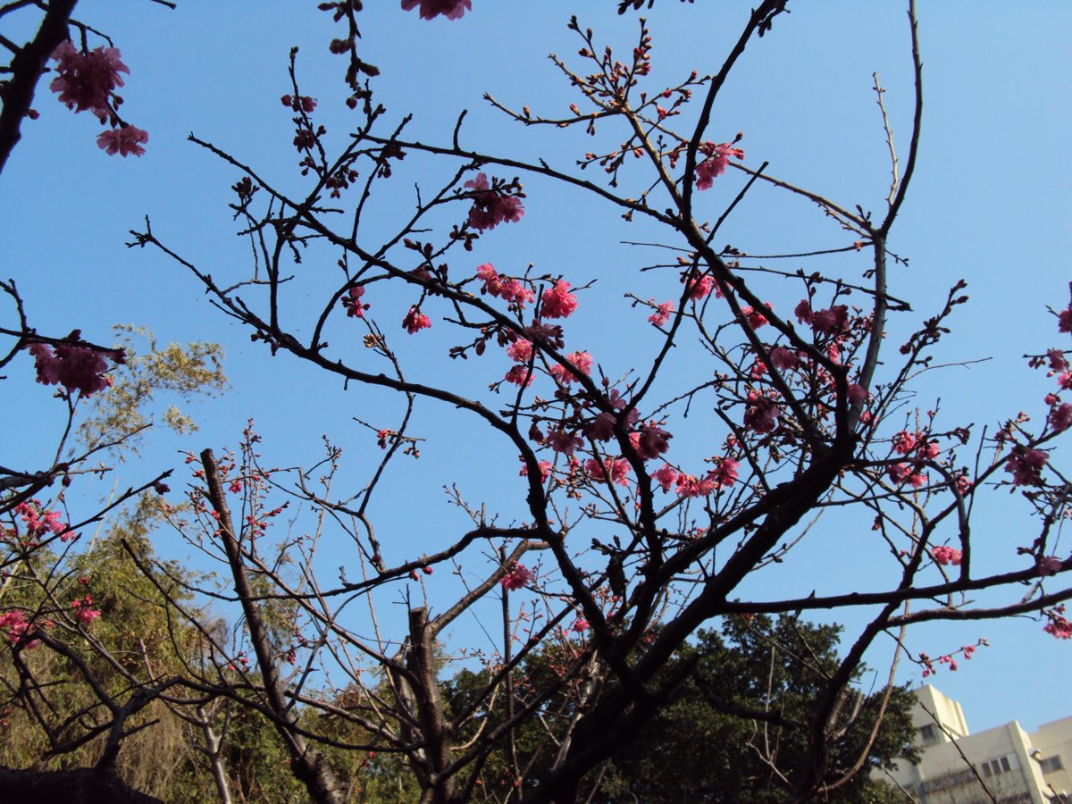 DSC09066.JPG - 竹北  采田福地